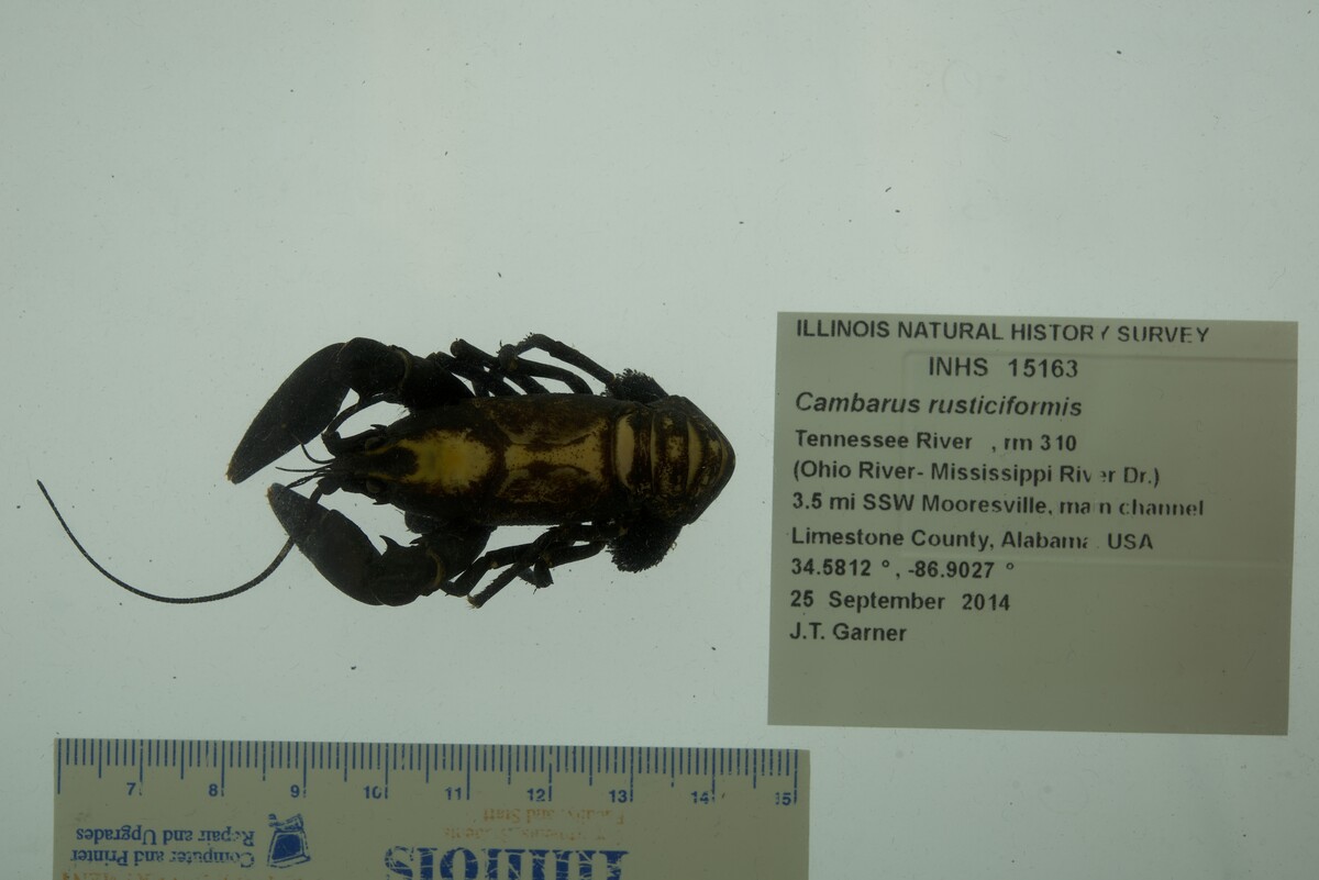 Cambarus rusticiformis image